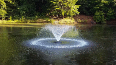 From Stagnant to Stunning: Giving Life to Your Backyard Pond