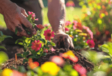 When You Want a Stunning Outdoor Space Hiring a Plus Landscaping Is Key?